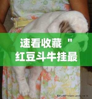 速看收藏 ＂红豆斗牛挂最简单三个步骤”(确实有挂)