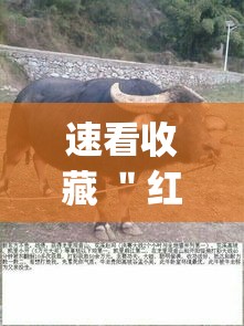 速看收藏 ＂红豆斗牛挂最简单三个步骤”(确实有挂)
